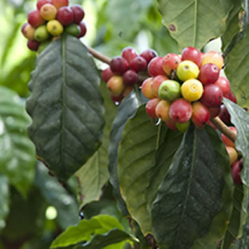 café S3C